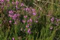 Erica cinerea